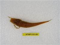 藏品(東方黃魴)的圖片